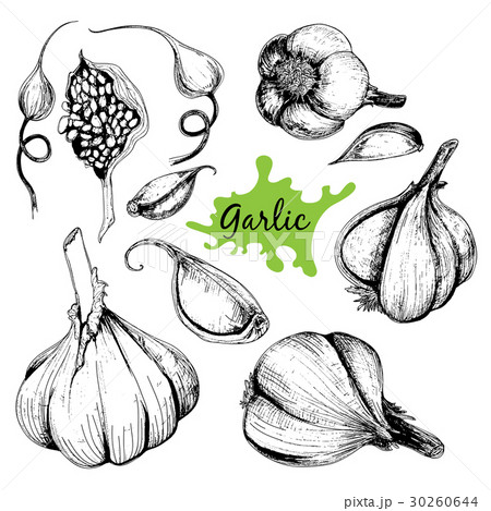 Vector hand drawn set of garlic. Vector hand drawn set of garlic. 30260644