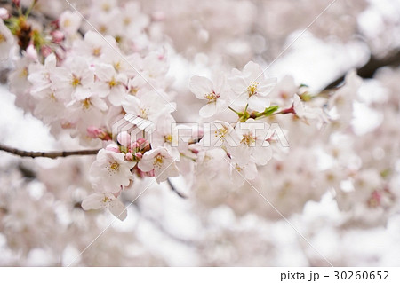 日本の桜（サクラ、さくら） 30260652