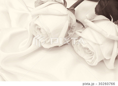 Beautiful white roses on white silk Beautiful white roses on white silk 30260766