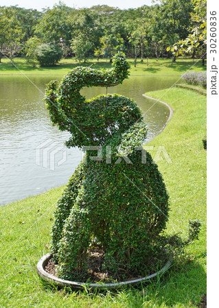 ゾウの植木(Garden Tree of Elephant) ゾウの植木(Garden Tree of Elephant) 30260836