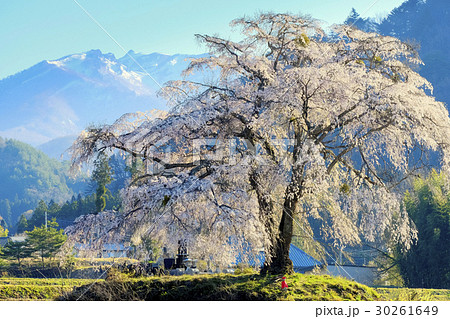 雪山と枝垂れ桜 30261649