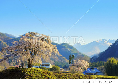 山里の枝垂れ桜と雪山 30261651