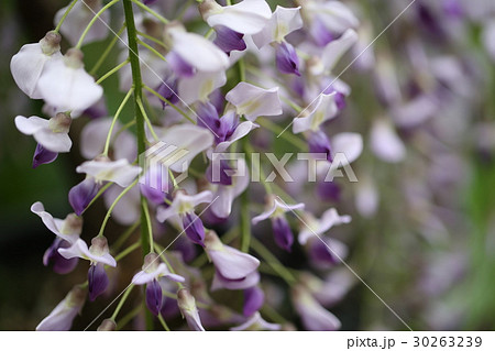 藤の花 30263239