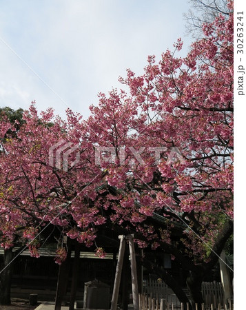 荏原神社 緋寒桜 荏原神社 緋寒桜 30263241