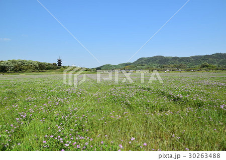 田園風景（備中国分寺・れんげ畑） 30263488