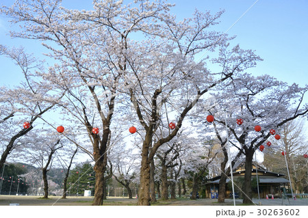 西公園の桜(宮城県仙台市) 30263602