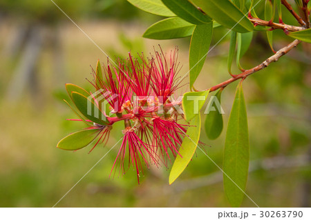 ブラシノキの赤い花 浦安市総合公園 ブラシノキの赤い花 浦安市総合公園 30263790