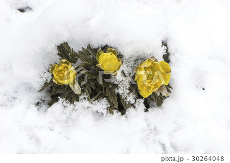 雪をかぶった福寿草 雪をかぶった福寿草 30264048