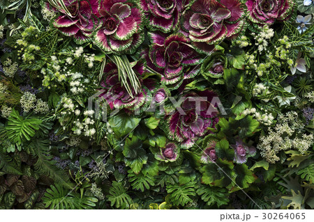 Beautiful Plants decoration background Beautiful Plants decoration background 30264065