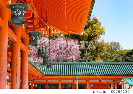 平安神宮の枝垂れ桜 30264156