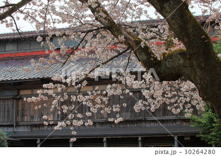 松ヶ岡開墾場 桜 松ヶ岡開墾場 桜 30264280