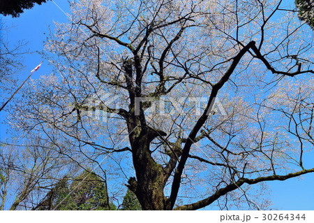高森町の豊年桜 高森町の豊年桜 30264344