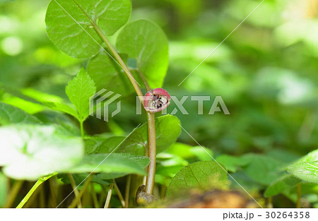 フタバアオイ 30264358