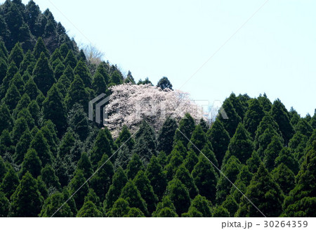 高森町の豊年桜 30264359