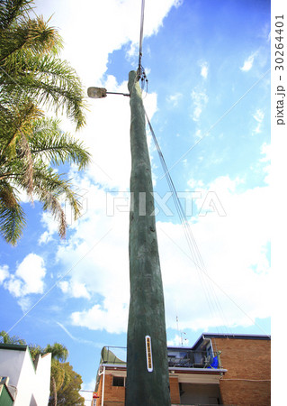 ユ－カリの木で出来た電柱 30264401