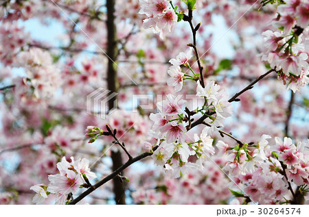 桜 さくら サクラ 30264574
