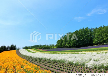北海道 夏の綺麗な花畑の写真素材