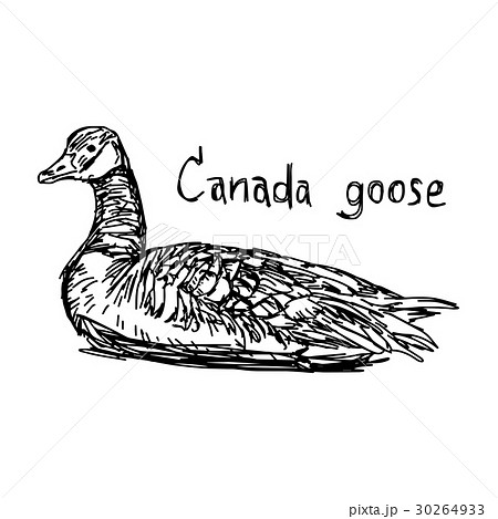 canada goose - vector illustration  30264933