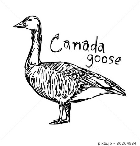 canada goose - vector illustration  30264934