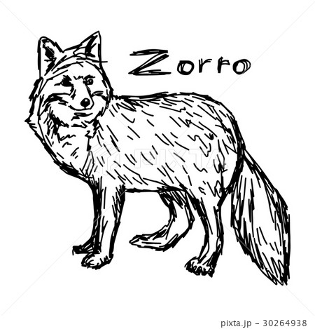 zorro standing - vector illustration sketch zorro standing - vector illustration sketch 30264938
