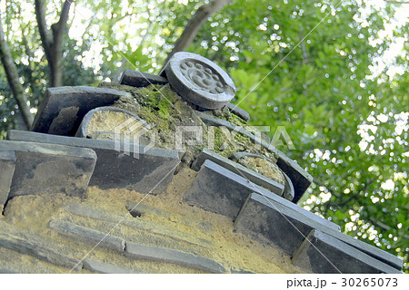熱田神宮のクスノキ 熱田神宮のクスノキ 30265073