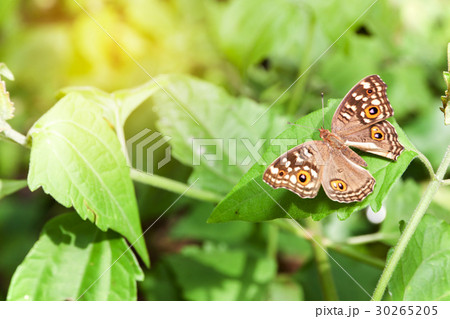 Butterfly on the leaf 30265205