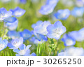 ネモフィラ 30265250