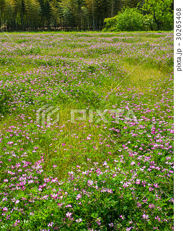 レンゲ畑 30265408