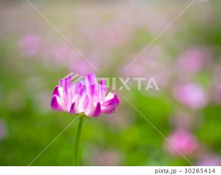 レンゲ草 レンゲ草 30265414