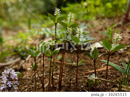 ヒトリシズカの花 30265515