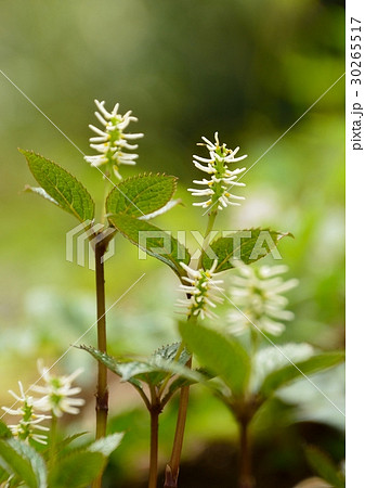 ヒトリシズカの花 30265517