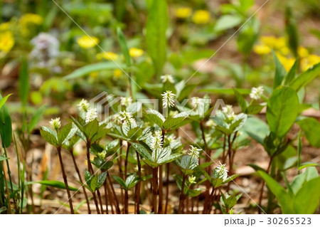 ヒトリシズカの花 30265523