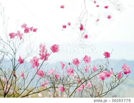 アケボノツツジ 30265779