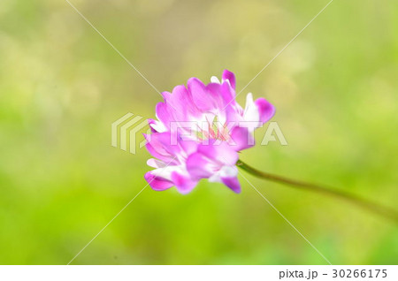 春の光の中の蓮華草 30266175