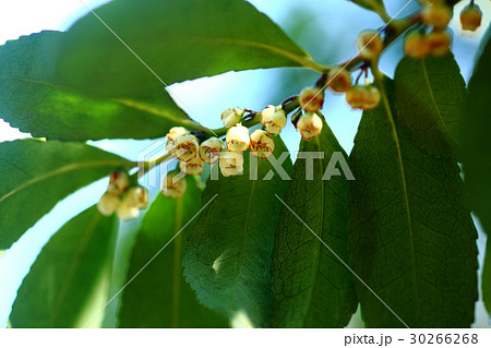 ヒサカキ　淡黄緑色の花 30266268