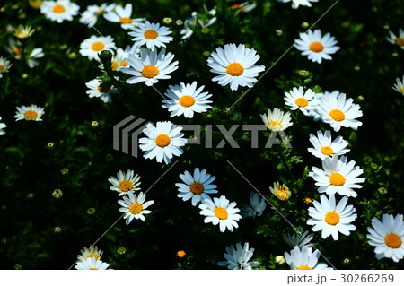白いクリサンセマムの花 白いクリサンセマムの花 30266269