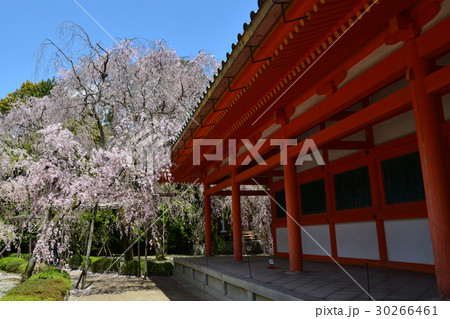 平安神宮、桜 平安神宮、桜 30266461