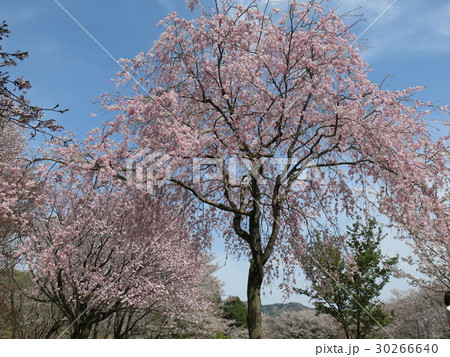 桜が咲く春の磯部桜川公園 桜が咲く春の磯部桜川公園 30266640