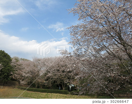 桜が咲く春の磯部桜川公園（桜池付近） 30266647