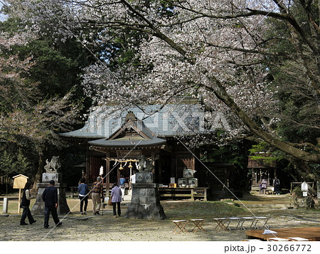 山桜の花見客で賑わう春の櫻川磯部稲村神社 30266772