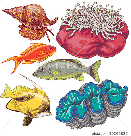 Reef Animals Setのイラスト素材