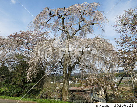 櫻川磯部稲村神社に咲く糸桜 櫻川磯部稲村神社に咲く糸桜 30266921