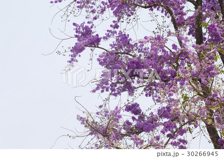 Spring flower , Lagerstroemia floribunda,  30266945