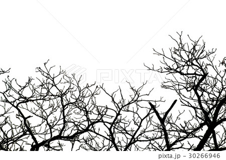 Dead branches. Dead branches. 30266946