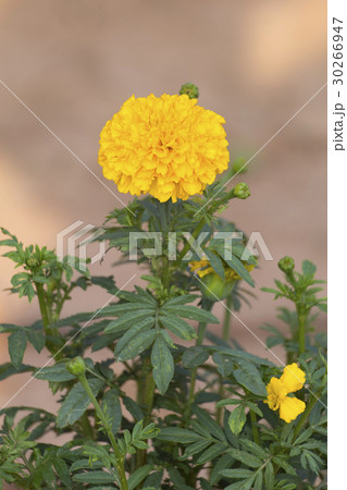 marigold flower. 30266947