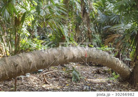 Island taraw palm.Pa Kam Chanod, Amazing Thailand. Island taraw palm.Pa Kam Chanod, Amazing Thailand. 30266982