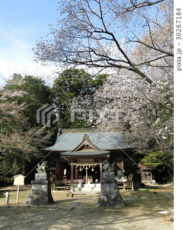 山桜が咲く春の櫻川磯部稲村神社 30267184