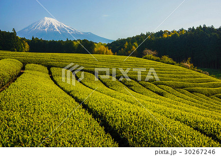 富士山　茶畑 30267246