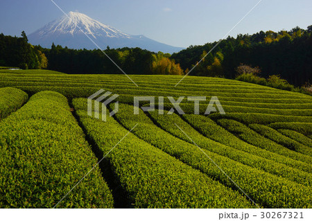 富士山　茶畑 30267321