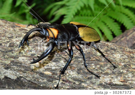 ラコダールツヤクワガタの森林の樹木の上で 30267372
